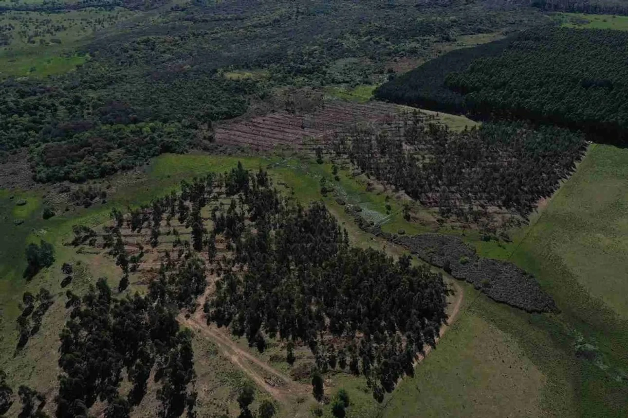 Vista aérea de un campo forestal